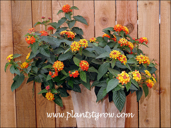 About mid way through the growing season, this started as a 4 inches potted plant.